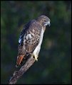 _7SB5524 immature red-tailed hawk
